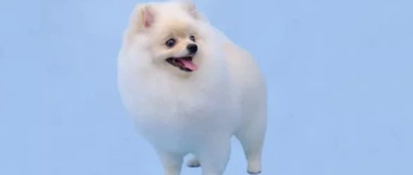 亚马逊客服误导卖家导致店铺被封