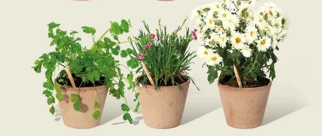 品牌案例|神奇铅笔可种植开花！品牌在TikTok涨粉15万，亚马逊一度卖断货