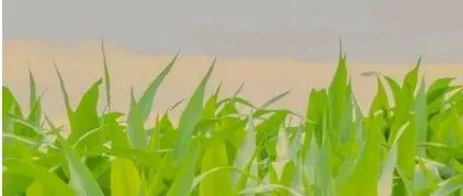 新手卖家必看！亚马逊竞品关键词反查查找的词是什么词？